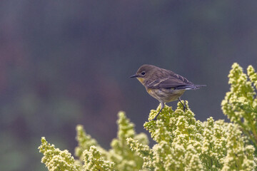 A yellow-rumped warbler bird in fog