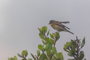 Fototapeta premium A yellow-rumped warbler bird in fog