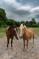 Farm Horses 