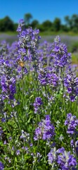 Fototapeta premium Lavender Fields