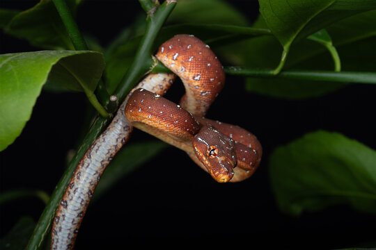 Red Designer Green Tree Python 