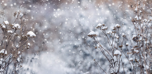 atmospheric winter view with snow-covered thickets of dry plants in the forest during a blizzard,...