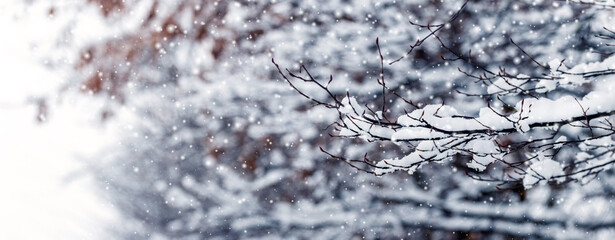 winter forest with snowy tree branches on blurred background during snowfall