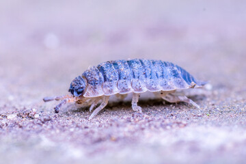 Porcellion rude (Porcellio scaber)

