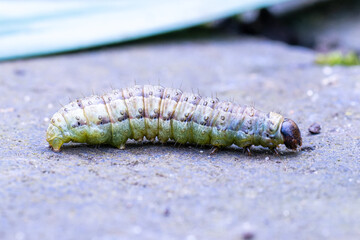 Chenille Tordeuse verte du chêne (Tortrix viridana)

