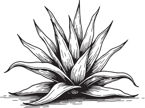 black and white agave plant drawing clip art preview