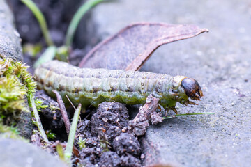 Chenille Tordeuse verte du chêne (Tortrix viridana)

