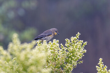 A yellow-rumped warbler bird in fog