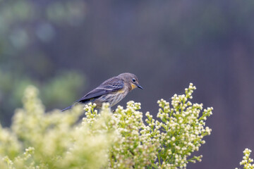 A yellow-rumped warbler bird in fog