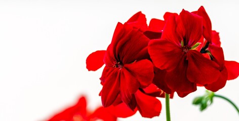 red geranium on a white background