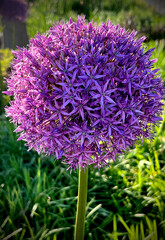 Allium Flower