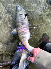 Releasing a foul hooked native wild salmon with a lure in its tail fin