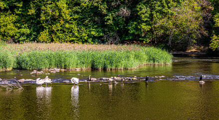 View of the river with rapids and wild birds.