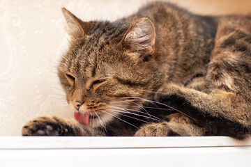 beautiful cute cat washes its paw with its tongue, the cat washes itself