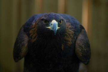 Close-up of a Golden eagle	