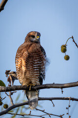 Closeup of a red hawk with a blue sky background