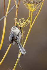 Naklejka premium Closeup of an American bushtit bird