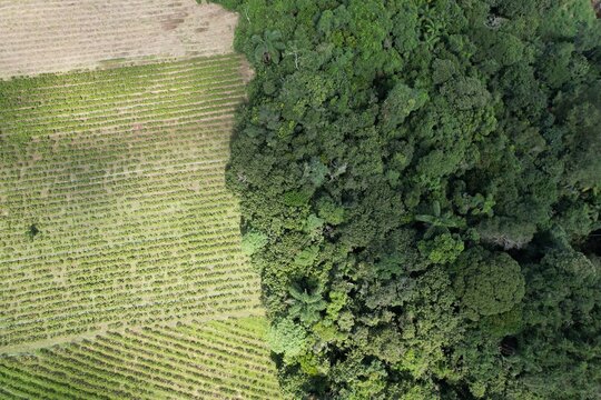 A vista a&eacute;rea do contraste de uma planta&ccedil;&atilde;o junto &agrave; floresta tropical de uma APP, no Brasil.