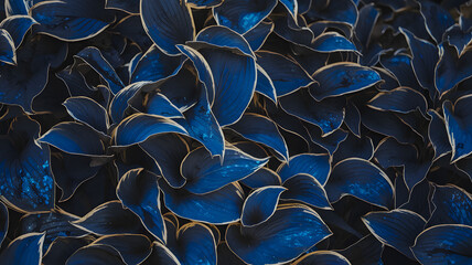 Naklejka premium Close-up view of vibrant blue leaves clustered together in a natural setting showcasing intricate details during daytime