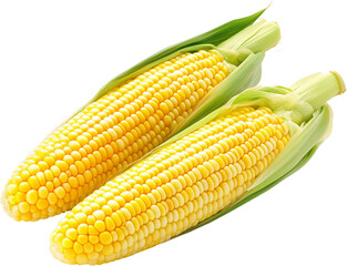 Corn clip art, hand-drawn, isolated on transparent background, digital illustration for cooking, kitchen, food, decoration, and creative projects.