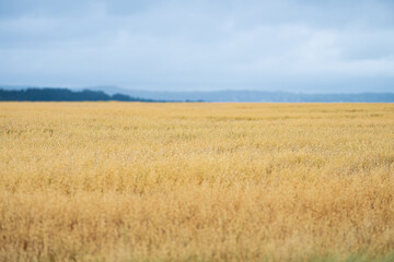 Looking out over a wheat field in late summer.