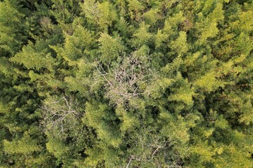 Vista aérea obtida em sobrevoo de drone das copas de árvores em meio a um bambusal. © Ricardo_S_Levenhagen