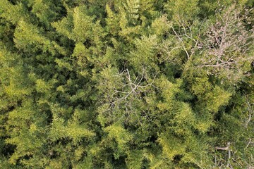 Vista aérea obtida em sobrevoo de drone das copas de árvores em meio a um bambusal.
