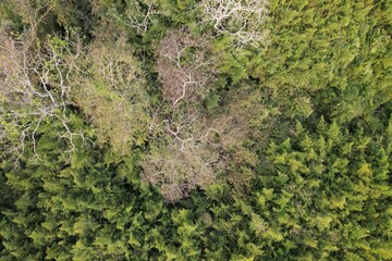 Vista aérea obtida em sobrevoo de drone das copas de árvores em meio a um bambusal.