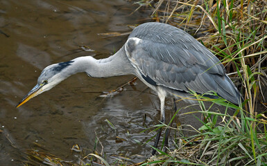 Graureiher, Ardea cinerea