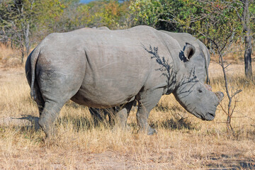 Large Male White Rhino Grazing