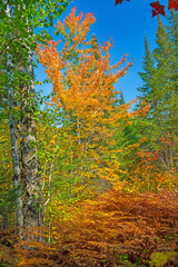 Colorful Trees and Ferns In the Fall Forest