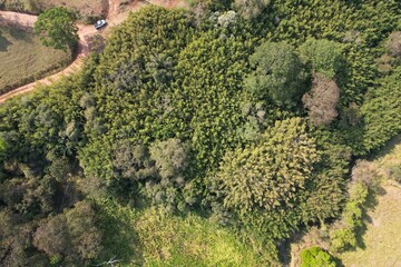 Vista aérea obtida em sobrevoo de drone das copas de árvores em meio a um bambusal.