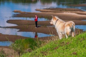 shaggy large dog watches the photographer near a shallow river