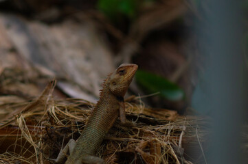 shot on wild calotes. -Calotes is a genus of lizards in the draconine clade of the family Agamidae. The genus contains 29 species.