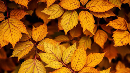 autumn leaves on a tree