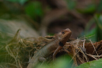 shot on wild calotes. -Calotes is a genus of lizards in the draconine clade of the family Agamidae. The genus contains 29 species.