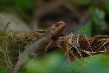 shot on wild calotes. -Calotes is a genus of lizards in the draconine clade of the family Agamidae....