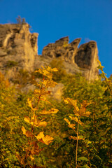 Golden autumn in the forest and mountains along the Donau river in Austria. Wachau region, Vogelberg mountain in the autumn season with yellow and orange leaves on the trees. Yellow leaf on october