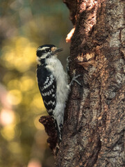 Woodpecker feeding in the bark of the tree and the mushroom that grow on it