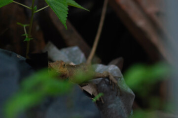 shot on wild calotes. -Calotes is a genus of lizards in the draconine clade of the family Agamidae. The genus contains 29 species.