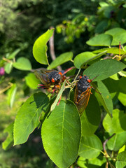 Cicadas on a leaf