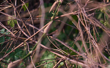 view of dry bamboo twigs used by sparrows to perch