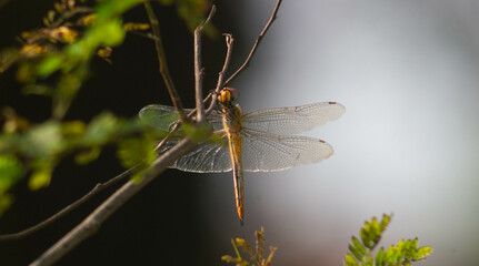 a dragonfly that lands on a dry branch