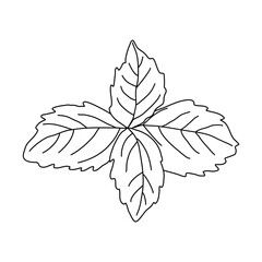 Basil leaves for menu design and recipes, doodle style flat vector outline for coloring book