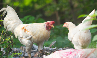 view of white chickens looking for food on the trash