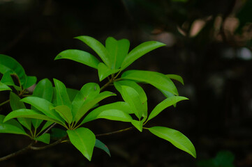 sapodilla leaves on a dark background