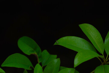 sapodilla leaves on a dark background