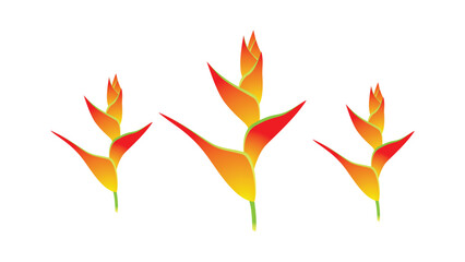 Heliconia Nickeriensis Flower, leaves vector Design – The Vibrant Tropical Beauty. 