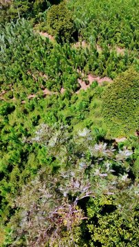 Rising along the high tree growing in the wood. Flora of Sri Lanka from drone footage. Vertical video.