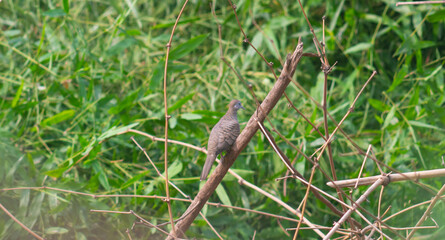 perkutut bird or geopelia striata perched on dry bamboo twigs